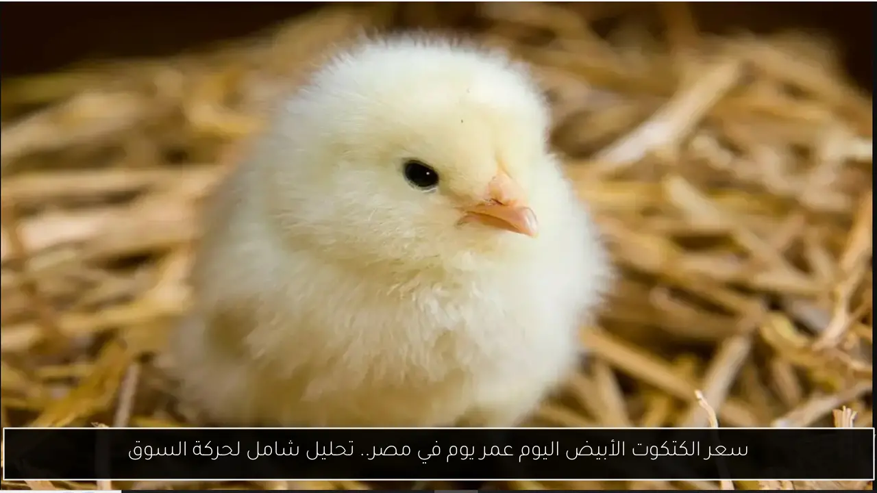 سعر الكتكوت الأبيض اليوم عمر يوم في مصر.. تحليل شامل لحركة السوق