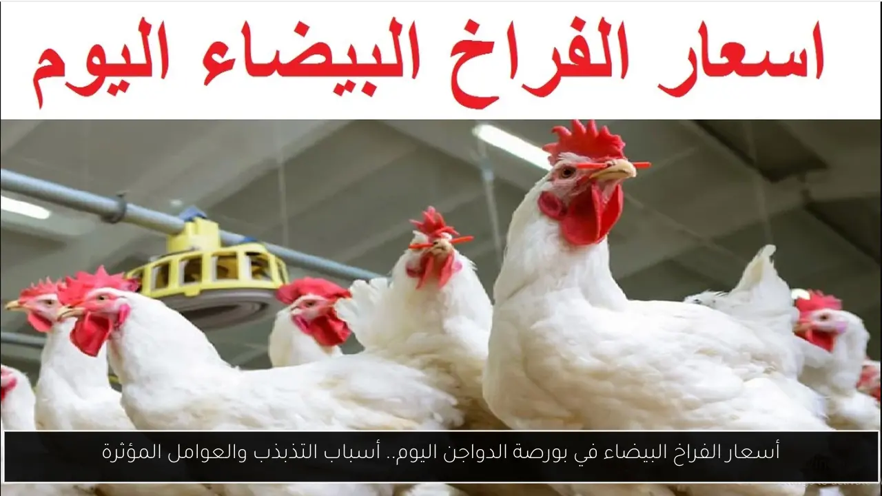 أسعار الفراخ البيضاء في بورصة الدواجن اليوم.. أسباب التذبذب والعوامل المؤثرة