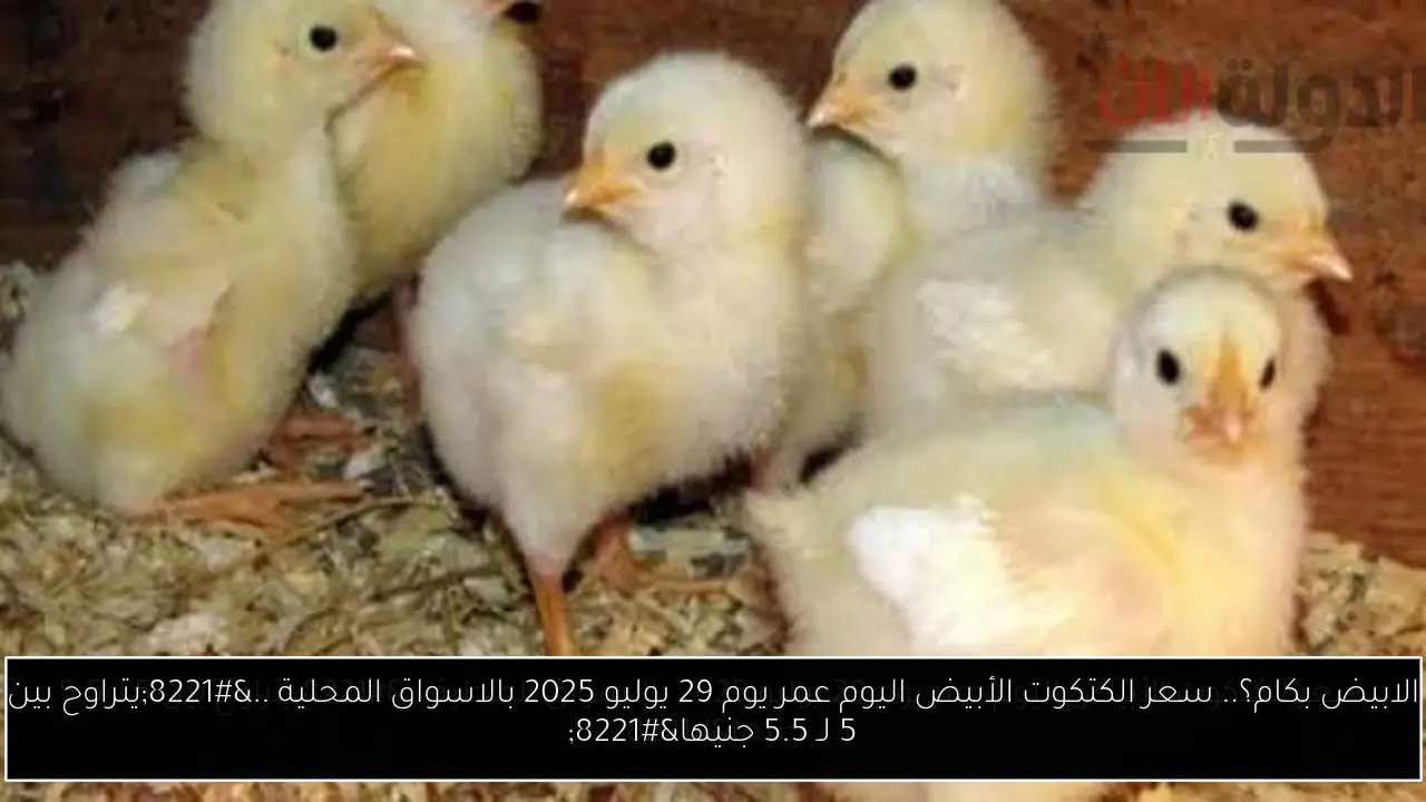 الابيض بكام؟.. سعر الكتكوت الأبيض اليوم عمر يوم 29 يوليو 2025 بالاسواق المحلية ..”يتراوح بين 5 لـ 5.5 جنيها”