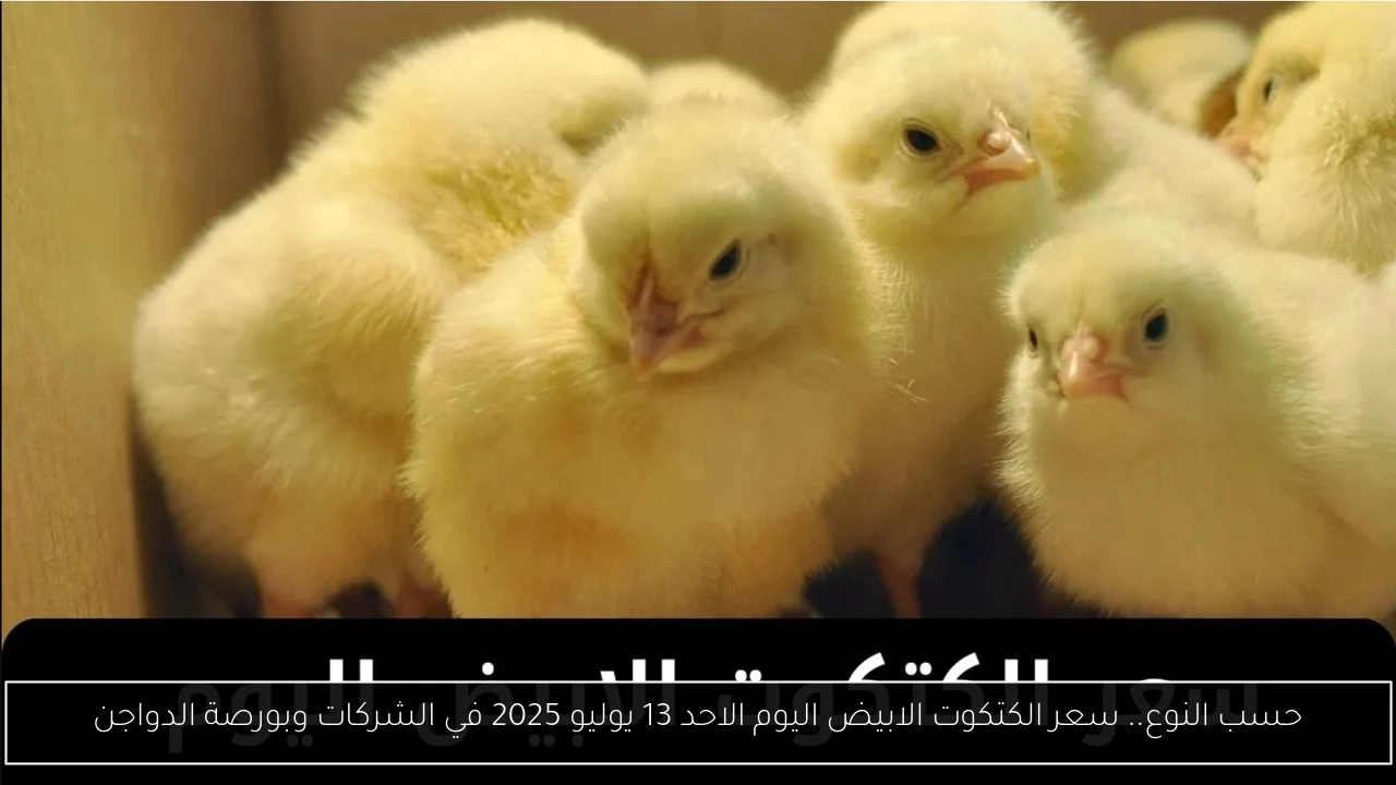 حسب النوع.. سعر الكتكوت الابيض اليوم الاحد 13 يوليو 2025 في الشركات وبورصة الدواجن