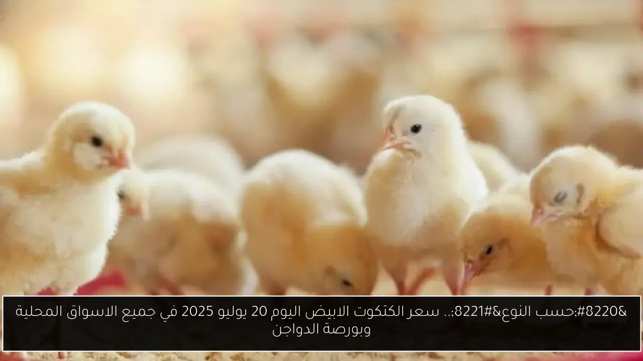“حسب النوع”.. سعر الكتكوت الابيض اليوم 20 يوليو 2025 في جميع الاسواق المحلية وبورصة الدواجن