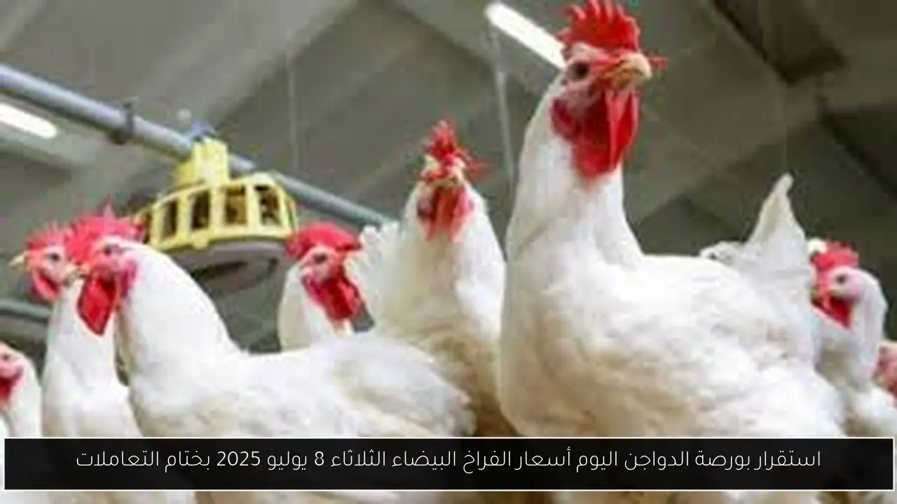 استقرار بورصة الدواجن اليوم أسعار الفراخ البيضاء الثلاثاء 8 يوليو 2025 بختام التعاملات