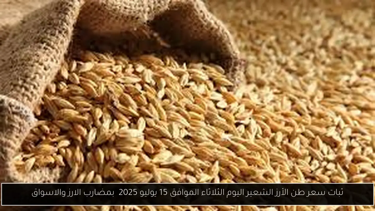 ثبات سعر طن الأرز الشعير اليوم الثلاثاء الموافق 15 يوليو 2025  بمضارب الارز والاسواق