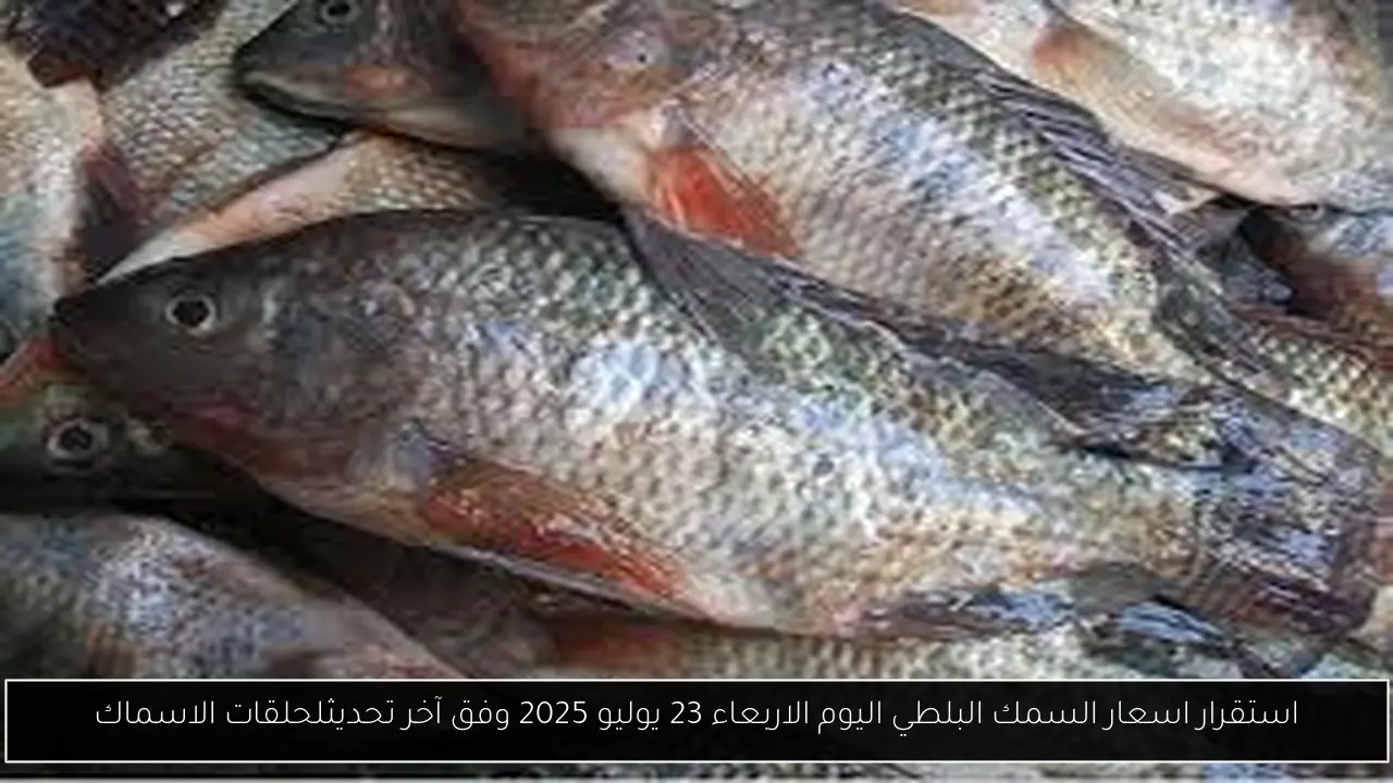 استقرار اسعار السمك البلطي اليوم الاربعاء 23 يوليو 2025 وفق آخر تحديثلحلقات الاسماك