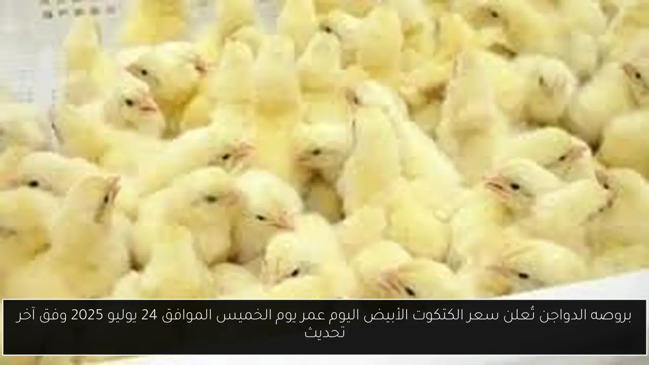 بروصه الدواجن تُعلن سعر الكتكوت الأبيض اليوم عمر يوم الخميس الموافق 24 يوليو 2025 وفق آخر تحديث