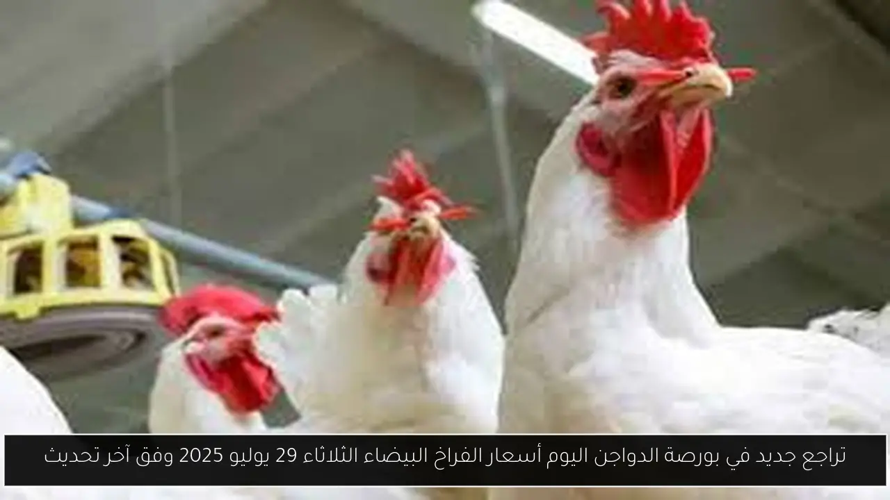 تراجع جديد في بورصة الدواجن اليوم أسعار الفراخ البيضاء الثلاثاء 29 يوليو 2025 وفق آخر تحديث