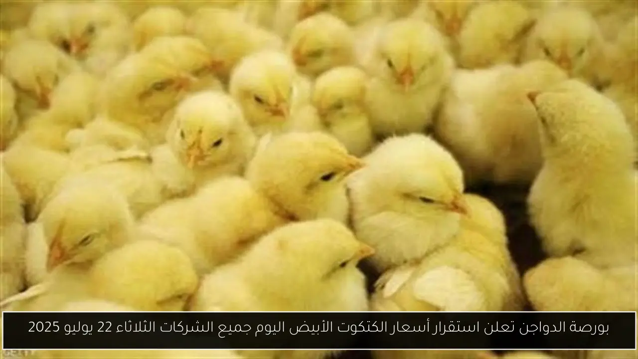بورصة الدواجن تعلن استقرار أسعار الكتكوت الأبيض اليوم جميع الشركات الثلاثاء 22 يوليو 2025