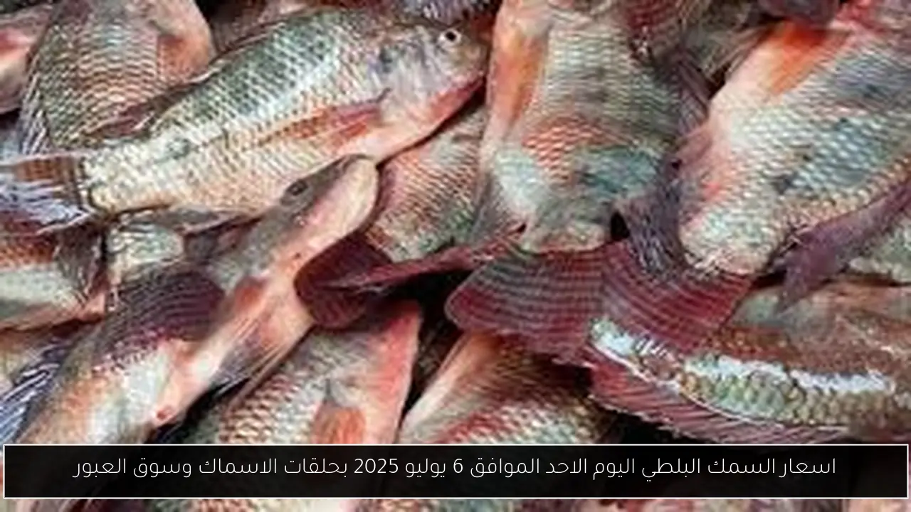 اسعار السمك البلطي اليوم الاحد الموافق 6 يوليو 2025 بحلقات الاسماك وسوق العبور
