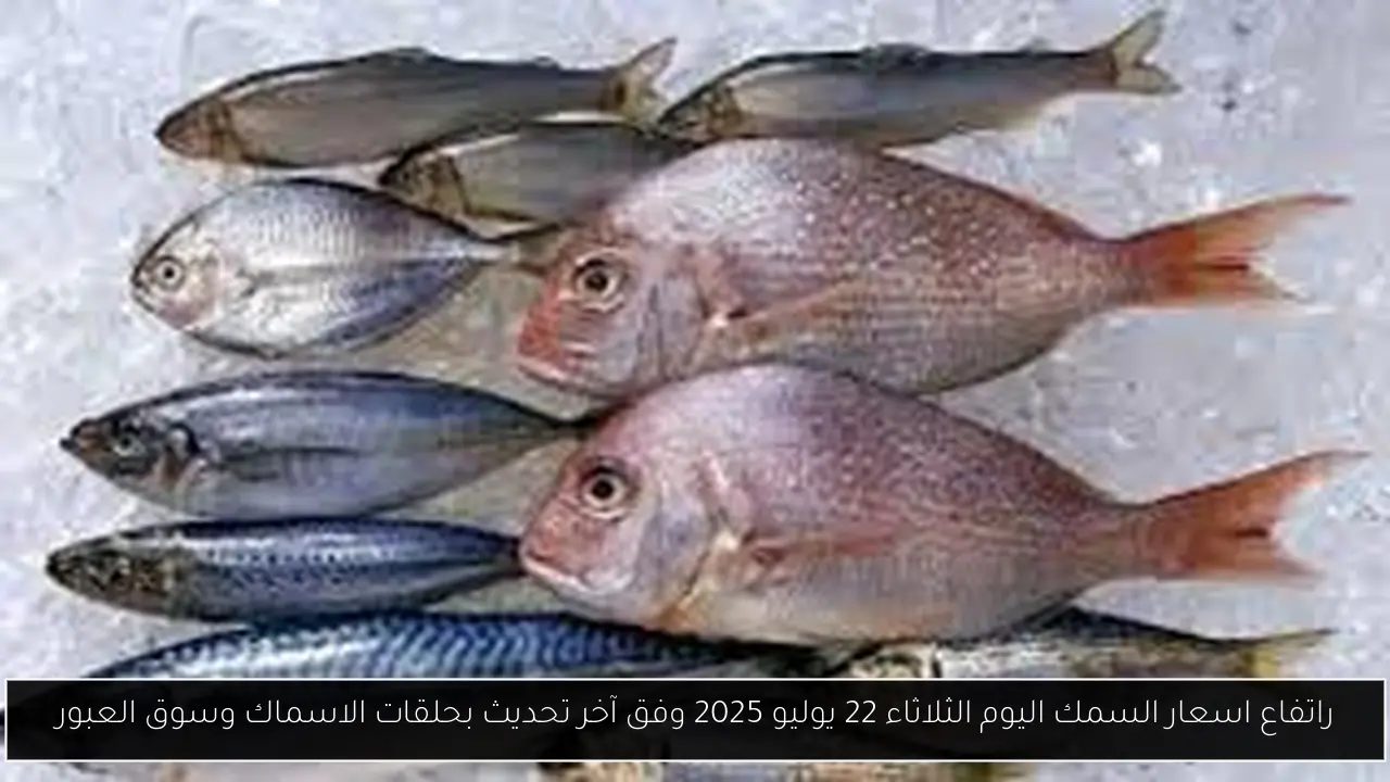 ارتفاع اسعار السمك اليوم الثلاثاء 22 يوليو 2025 وفق آخر تحديث بحلقات الاسماك وسوق العبور