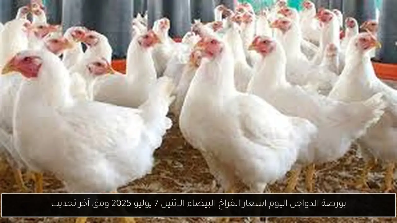 بورصة الدواجن اليوم اسعار الفراخ البيضاء الاثنين 7 يوليو 2025 وفق آخر تحديث