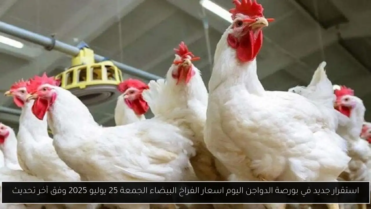 استقرار جديد في بورصة الدواجن اليوم اسعار الفراخ البيضاء الجمعة 25 يوليو 2025 وفق آخر تحديث