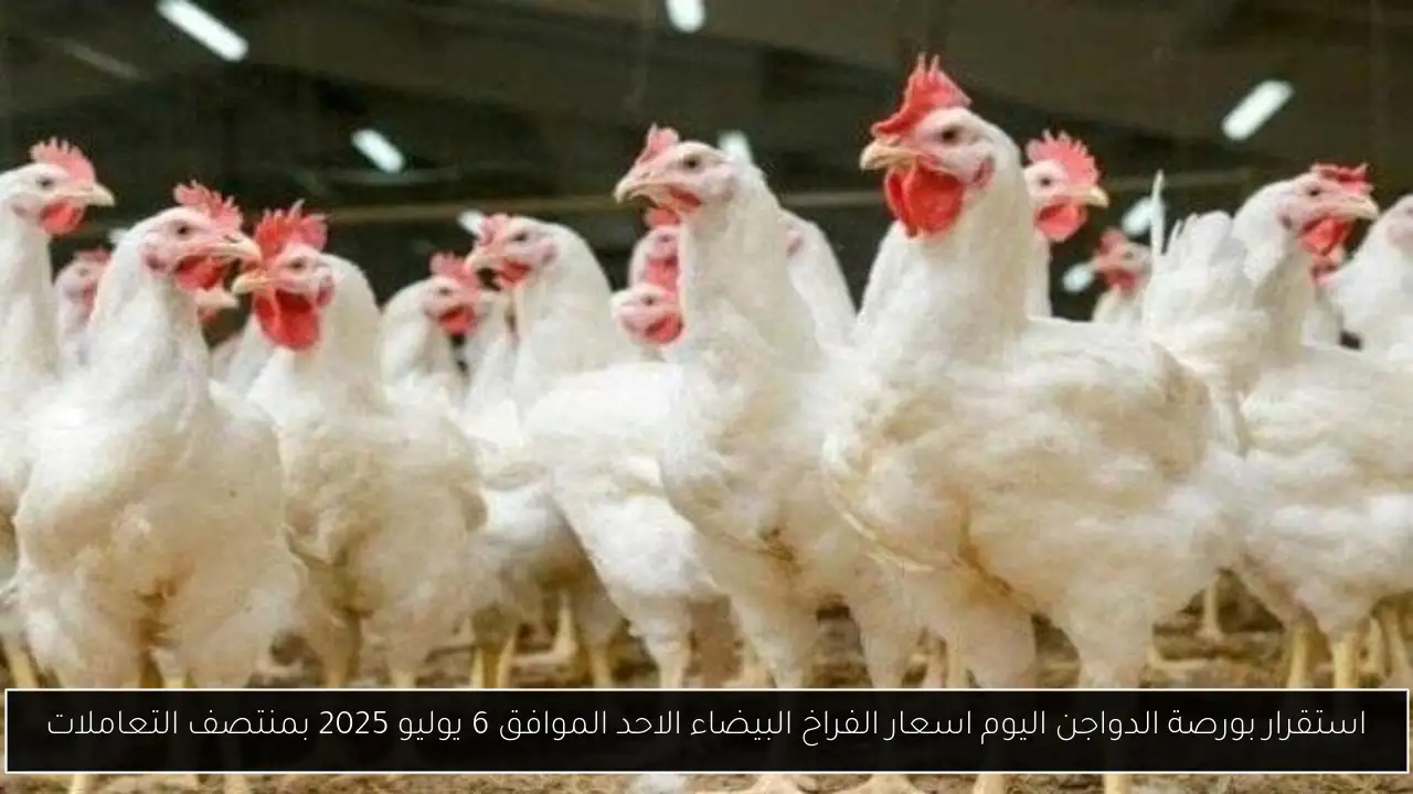 استقرار بورصة الدواجن اليوم اسعار الفراخ البيضاء الاحد الموافق 6 يوليو 2025 بمنتصف التعاملات