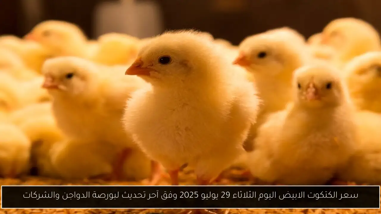 سعر الكتكوت الابيض اليوم الثلاثاء 29 يوليو 2025 وفق آحر تحديث لبورصة الدواجن والشركات