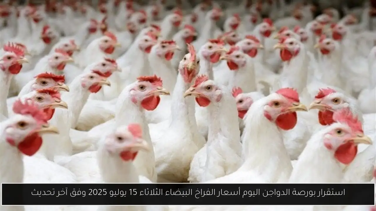 استقرار بورصة الدواجن اليوم أسعار الفراخ البيضاء الثلاثاء 15 يوليو 2025 وفق آخر تحديث