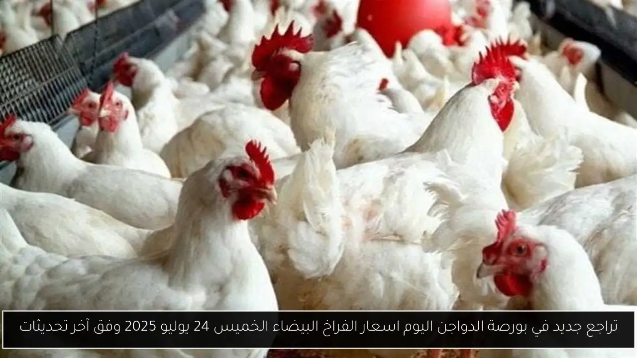 تراجع جديد في بورصة الدواجن اليوم اسعار الفراخ البيضاء الخميس 24 يوليو 2025 وفق آخر تحديثات