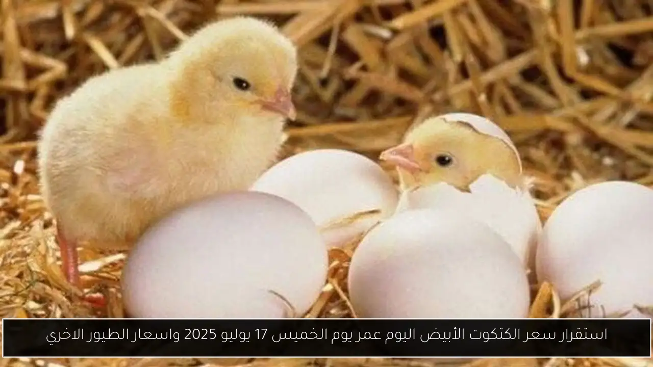 استقرار سعر الكتكوت الأبيض اليوم عمر يوم الخميس 17 يوليو 2025 واسعار الطيور الاخري