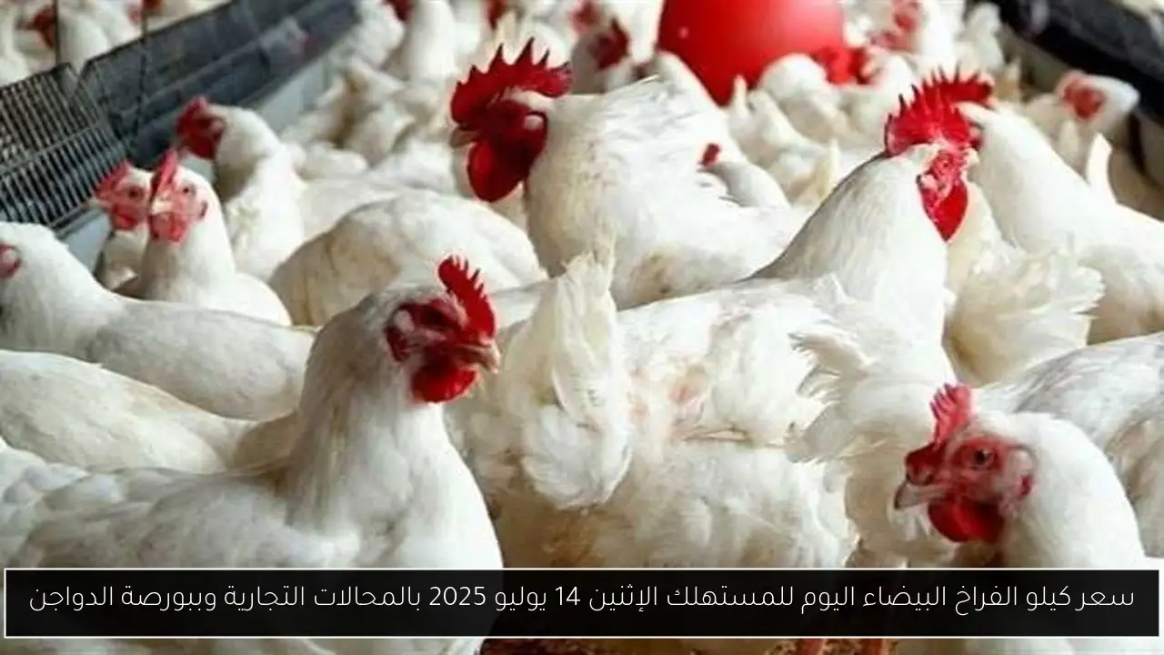 سعر كيلو الفراخ البيضاء اليوم للمستهلك الإثنين 14 يوليو 2025 بالمحالات التجارية وببورصة الدواجن
