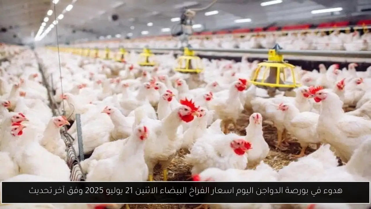 هدوء في بورصة الدواجن اليوم اسعار الفراخ البيضاء الاثنين 21 يوليو 2025 وفق آخر تحديث