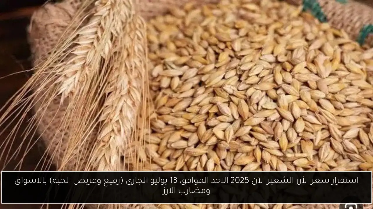 استقرار سعر الأرز الشعير الآن 2025 الاحد الموافق 13 يوليو الجاري (رفيع وعريض الحبه) بالاسواق ومضارب الارز