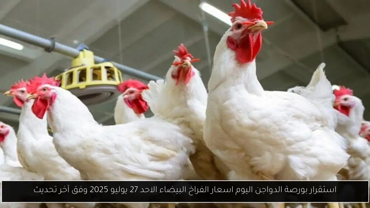 استقرار بورصة الدواجن اليوم اسعار الفراخ البيضاء الاحد 27 يوليو 2025 وفق آخر تحديث