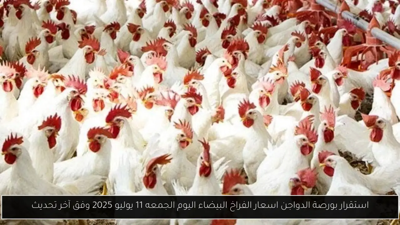 استقرار بورصة الدواجن اسعار الفراخ البيضاء اليوم الجمعه 11 يوليو 2025 وفق آخر تحديث