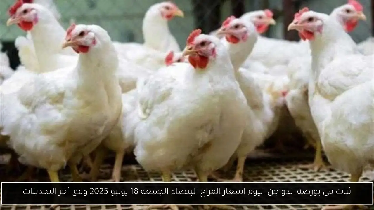 ثبات في بورصة الدواجن اليوم اسعار الفراخ البيضاء الجمعه 18 يوليو 2025 وفق آخر التحديثات
