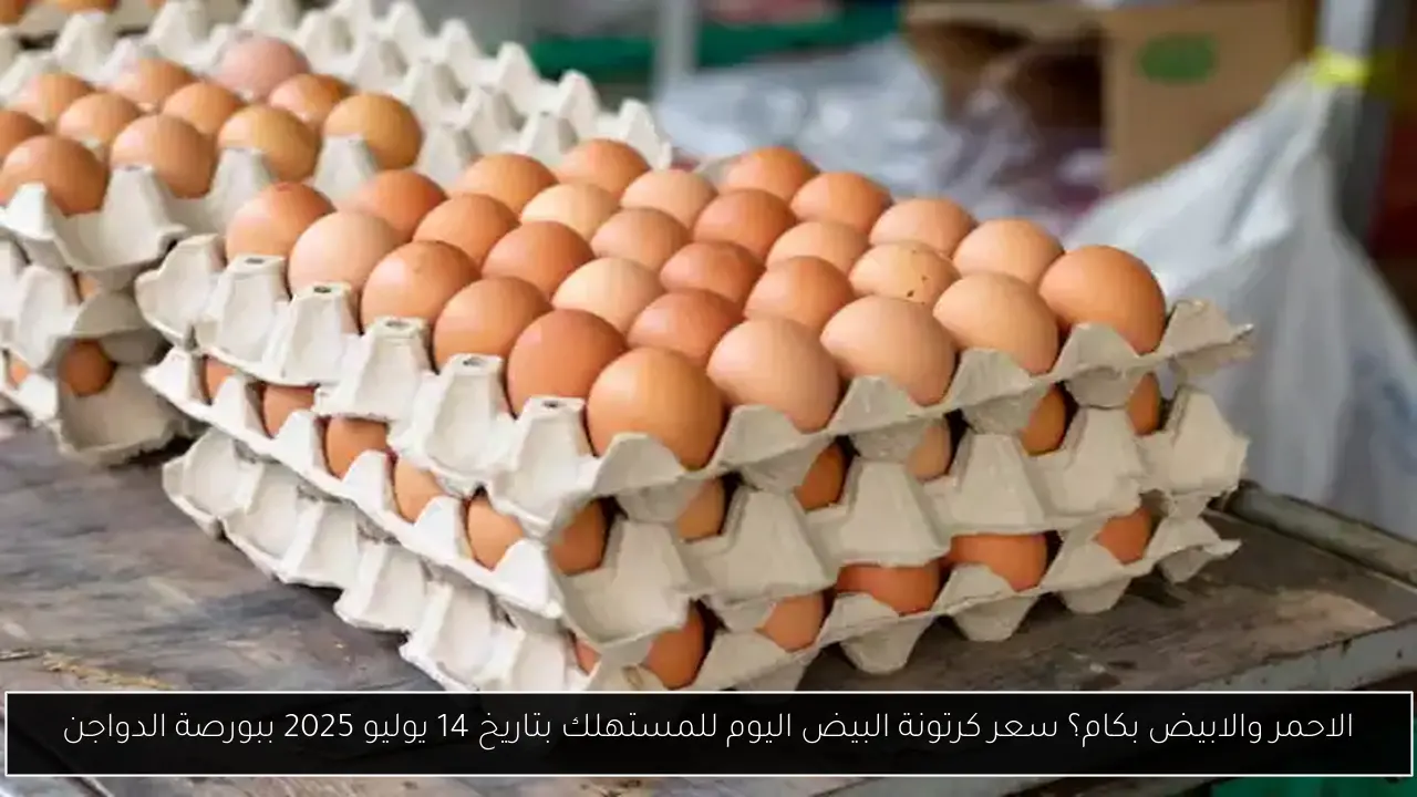 الاحمر والابيض بكام؟ سعر كرتونة البيض اليوم للمستهلك بتاريخ 14 يوليو 2025 ببورصة الدواجن
