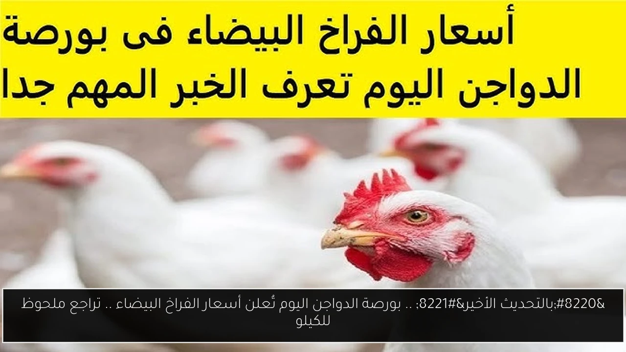 “بالتحديث الأخير” .. بورصة الدواجن اليوم تُعلن أسعار الفراخ البيضاء .. تراجع ملحوظ للكيلو