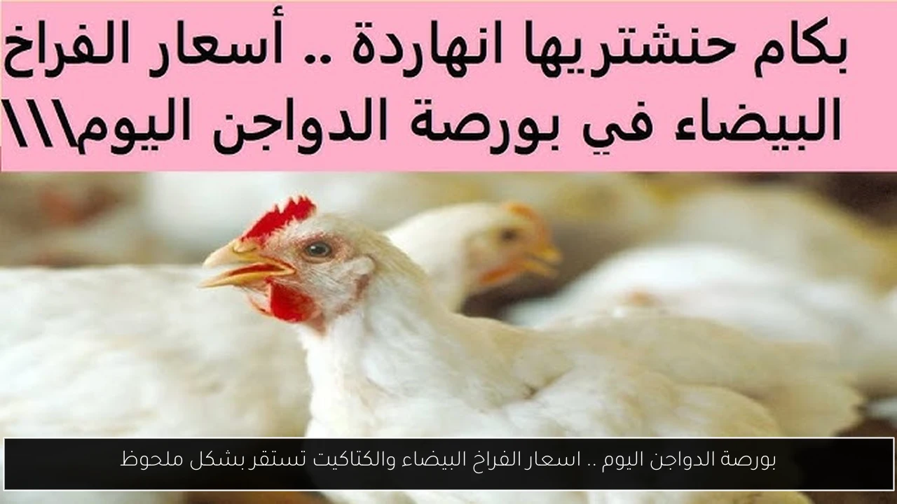 بورصة الدواجن اليوم .. اسعار الفراخ البيضاء والكتاكيت تستقر بشكل ملحوظ