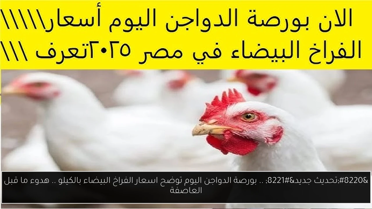 “تحديث جديد” .. بورصة الدواجن اليوم توضح اسعار الفراخ البيضاء بالكيلو .. هدوء ما قبل العاصفة
