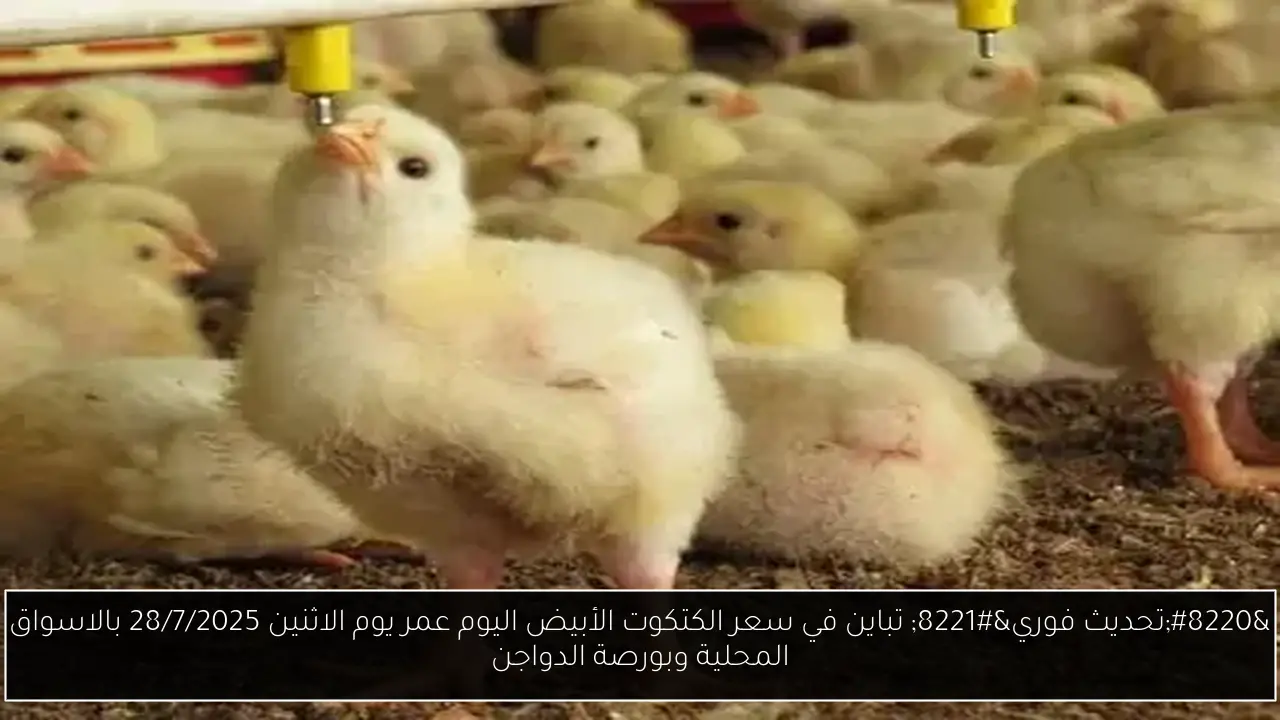 “تحديث فوري” تباين في سعر الكتكوت الأبيض اليوم عمر يوم الاثنين 28/7/2025 بالاسواق المحلية وبورصة الدواجن