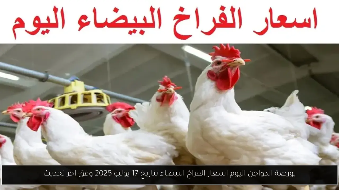 بورصة الدواجن اليوم اسعار الفراخ البيضاء بتاريخ 17 يوليو 2025 وفق اخر تحديث