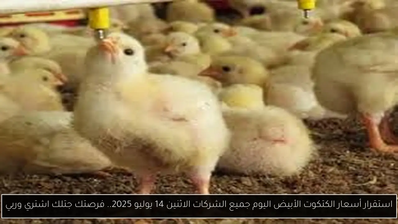 استقرار أسعار الكتكوت الأبيض اليوم جميع الشركات الاثنين 14 يوليو 2025.. فرصتك جتلك اشتري وربي