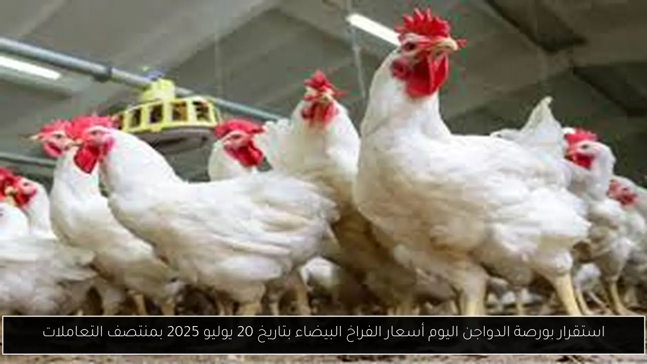 استقرار بورصة الدواجن اليوم أسعار الفراخ البيضاء بتاريخ 20 يوليو 2025 بمنتصف التعاملات