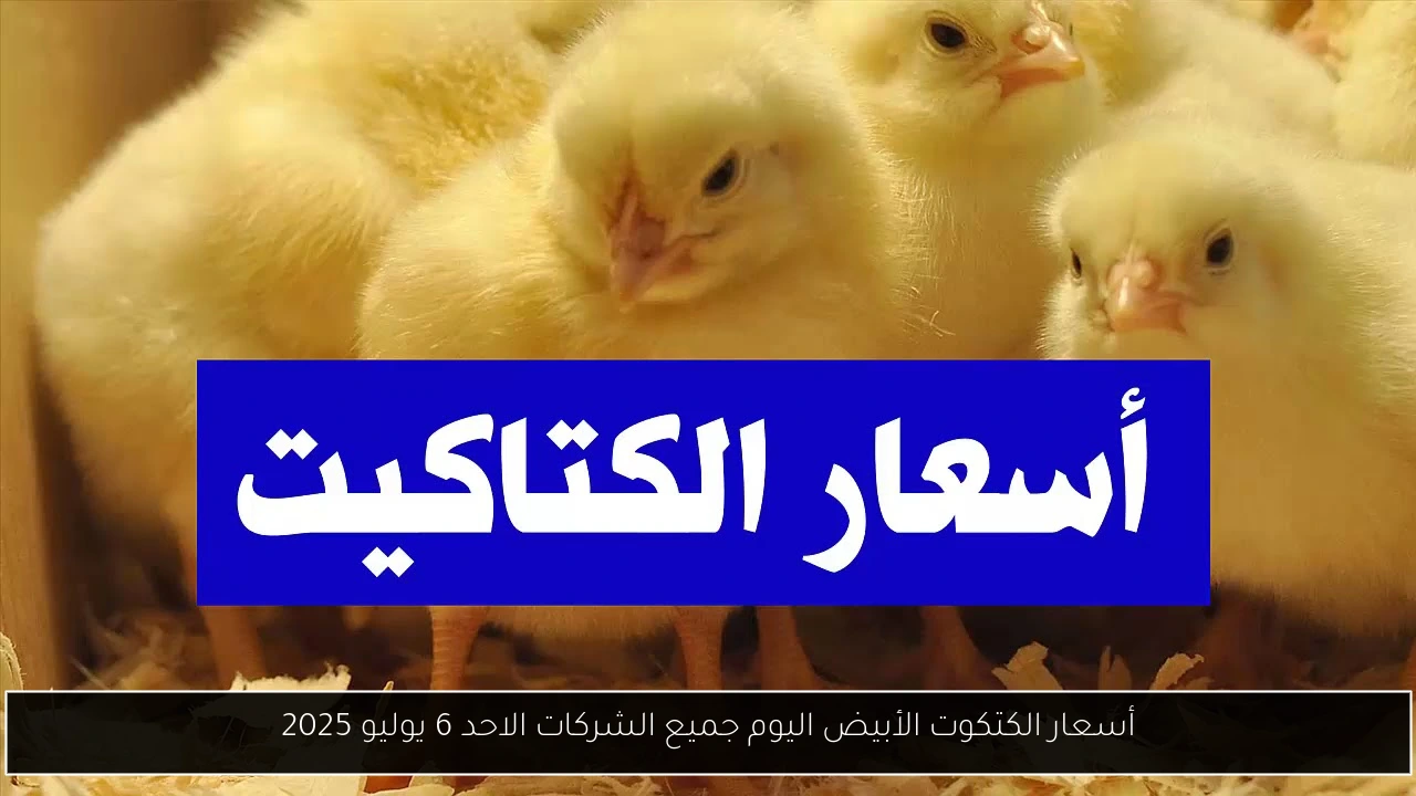 أسعار الكتكوت الأبيض اليوم جميع الشركات الاحد 6 يوليو 2025