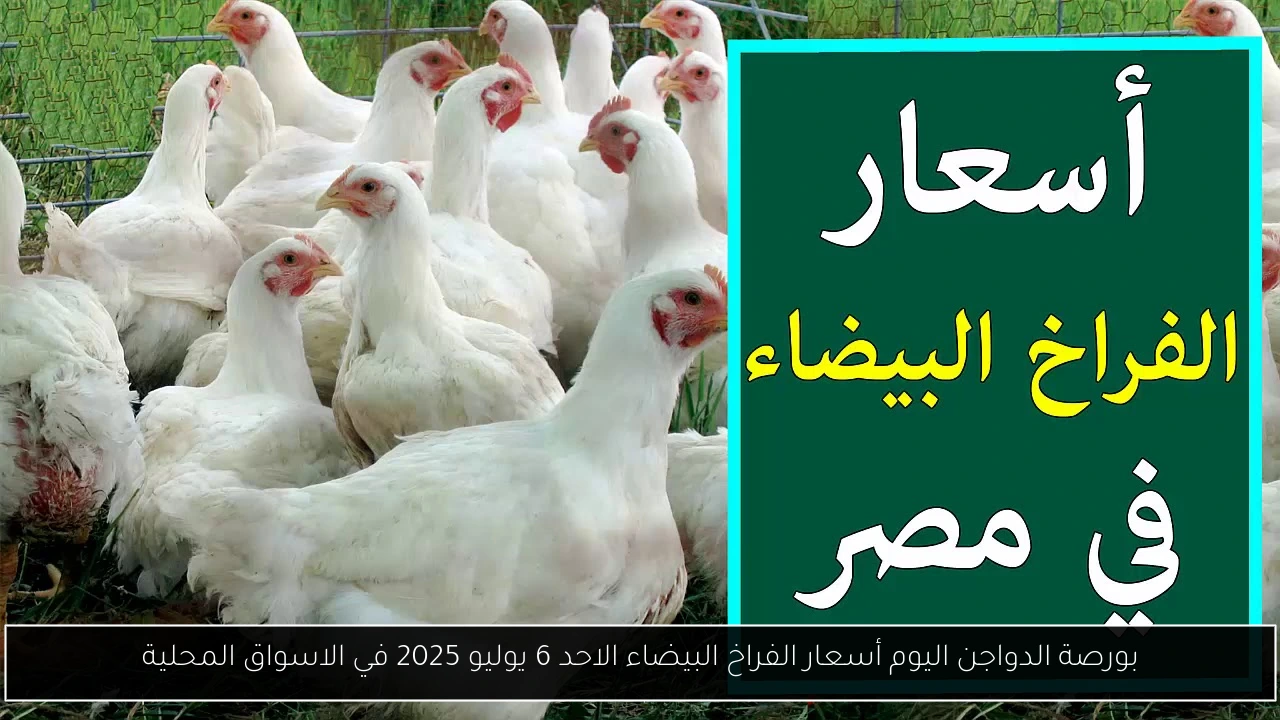بورصة الدواجن اليوم أسعار الفراخ البيضاء الاحد 6 يوليو 2025 في الاسواق المحلية