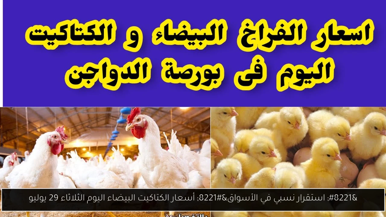 ” استقرار نسبي في الأسواق” أسعار الكتاكيت البيضاء اليوم الثلاثاء 29 يوليو