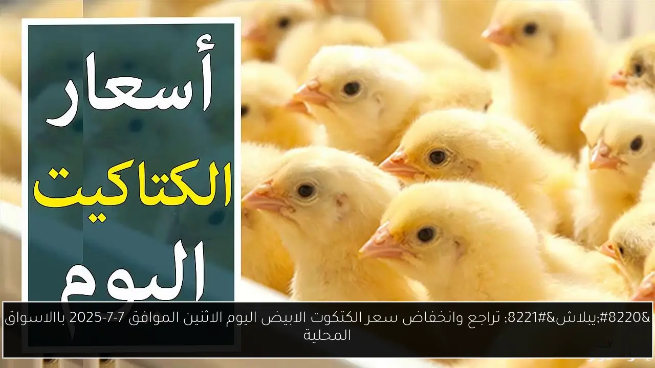 “يبلاش” تراجع وانخفاض سعر الكتكوت الابيض اليوم الاثنين الموافق 7-7-2025 باالاسواق المحلية