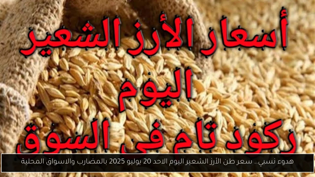 هدوء نسبي.. سعر طن الأرز الشعير اليوم الاحد 20 يوليو 2025 بالمضارب والاسواق المحلية