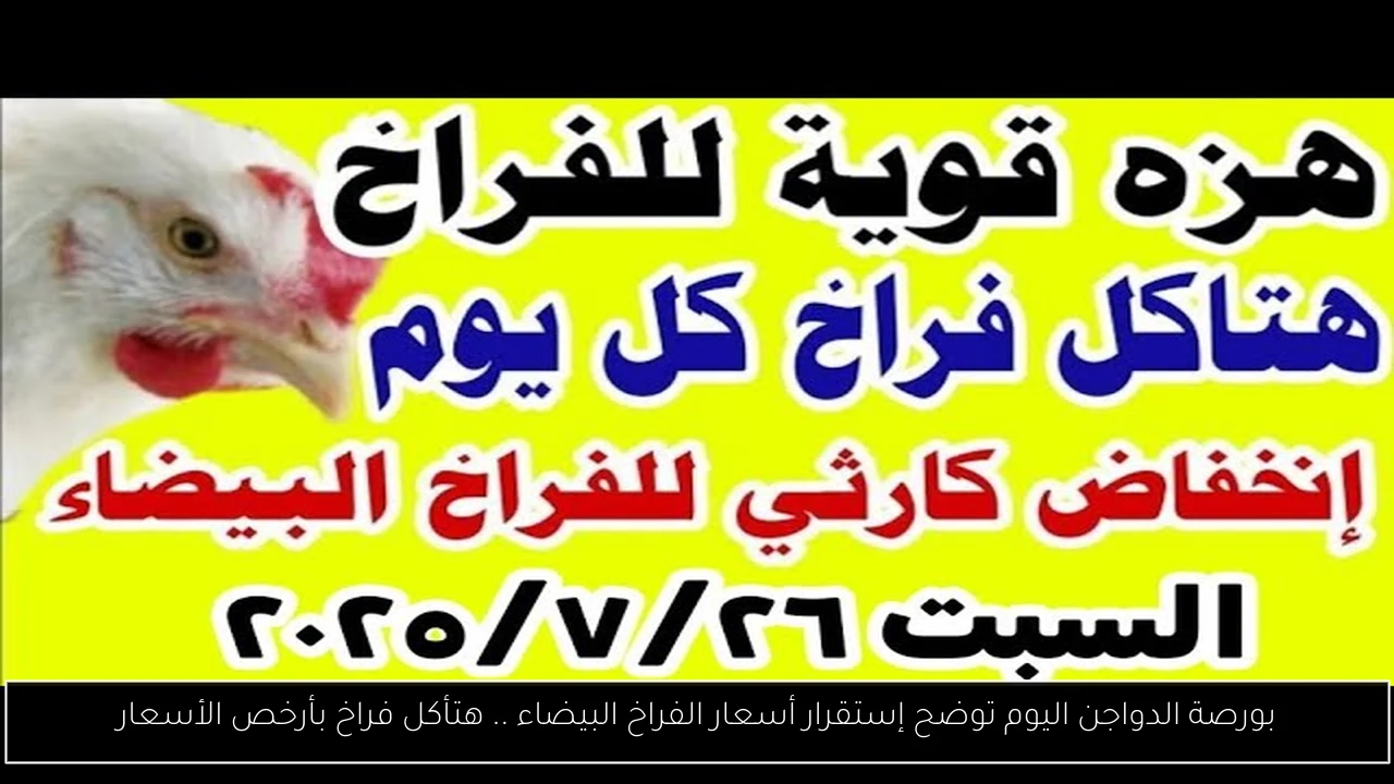 بورصة الدواجن اليوم توضح إستقرار أسعار الفراخ البيضاء .. هتأكل فراخ بأرخص الأسعار