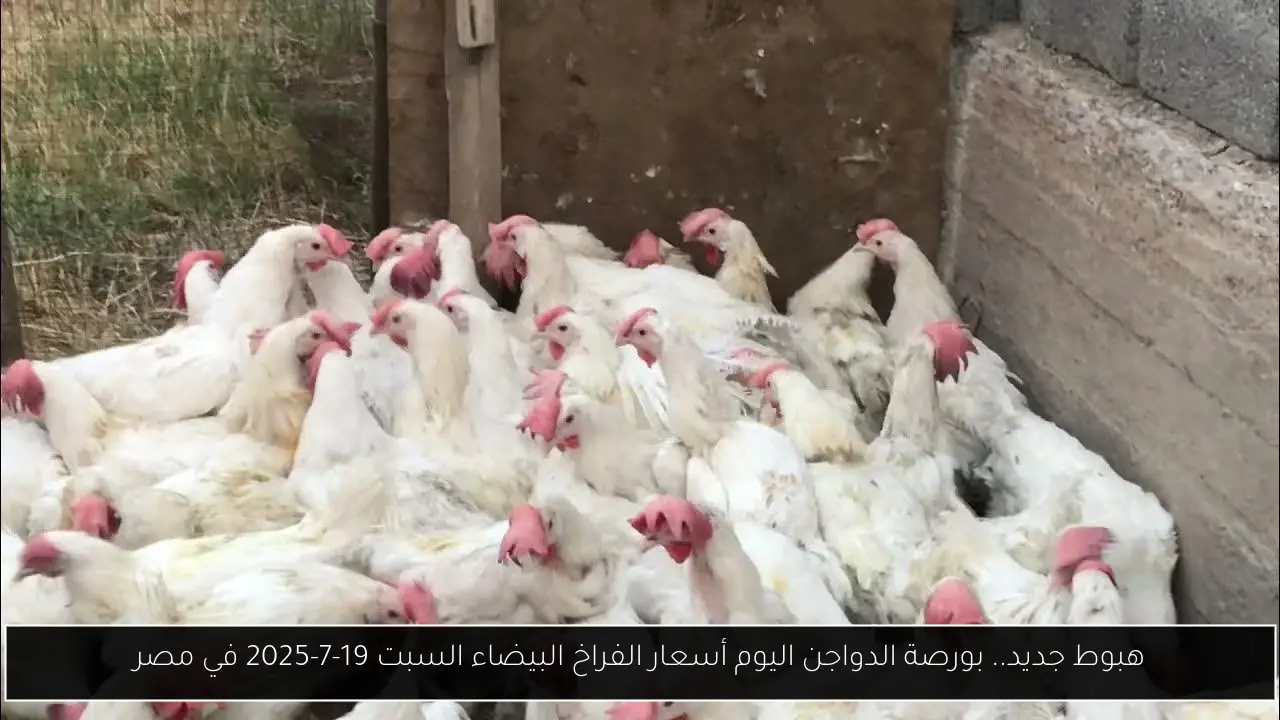 هبوط جديد.. بورصة الدواجن اليوم أسعار الفراخ البيضاء السبت 19-7-2025 في مصر
