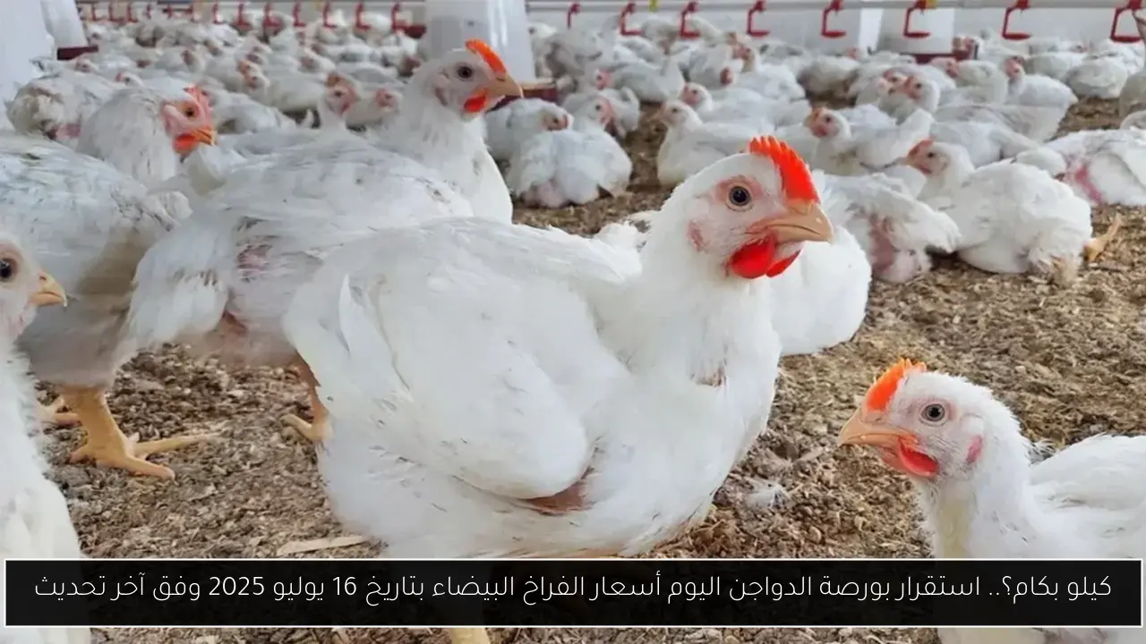 كيلو بكام؟.. استقرار بورصة الدواجن اليوم أسعار الفراخ البيضاء بتاريخ 16 يوليو 2025 وفق آخر تحديث