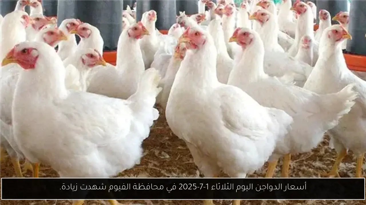 أسعار الدواجن اليوم الثلاثاء 1-7-2025 في محافظة الفيوم شهدت زيادة.
