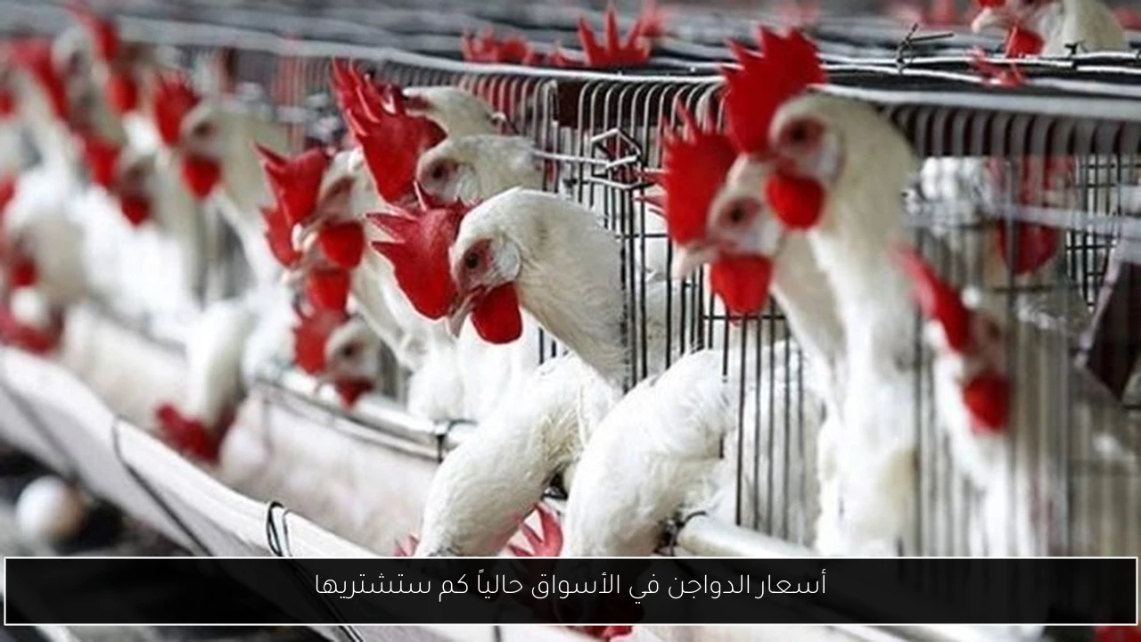 أسعار الدواجن في الأسواق حالياً كم ستشتريها