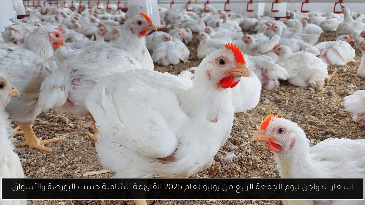أسعار الدواجن ليوم الجمعة الرابع من يوليو لعام 2025 القائمة الشاملة حسب البورصة والأسواق