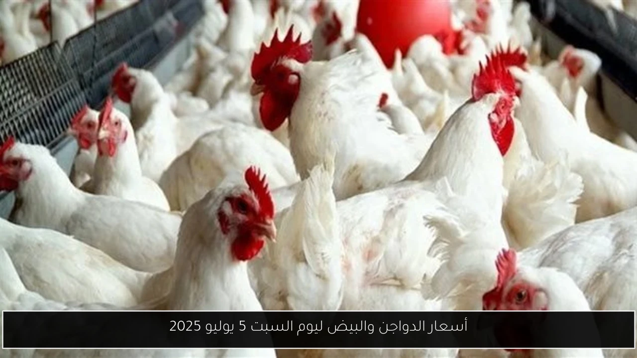 أسعار الدواجن والبيض ليوم السبت 5 يوليو 2025