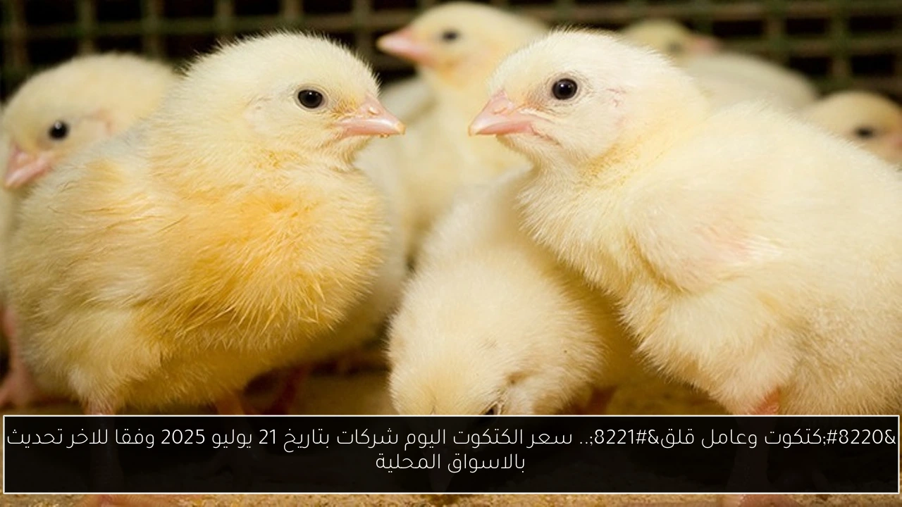 “كتكوت وعامل قلق”.. سعر الكتكوت اليوم شركات بتاريخ 21 يوليو 2025 وفقا للاخر تحديث بالاسواق المحلية