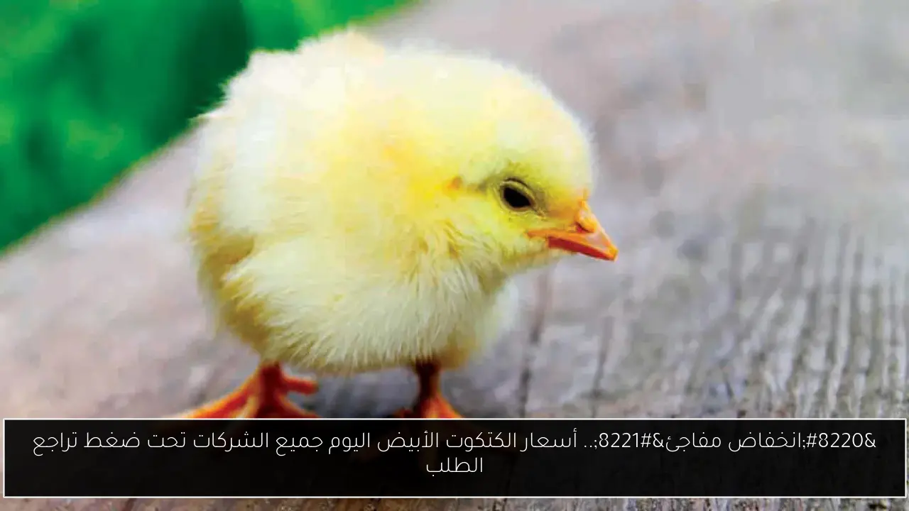“انخفاض مفاجئ”.. أسعار الكتكوت الأبيض اليوم جميع الشركات تحت ضغط تراجع الطلب