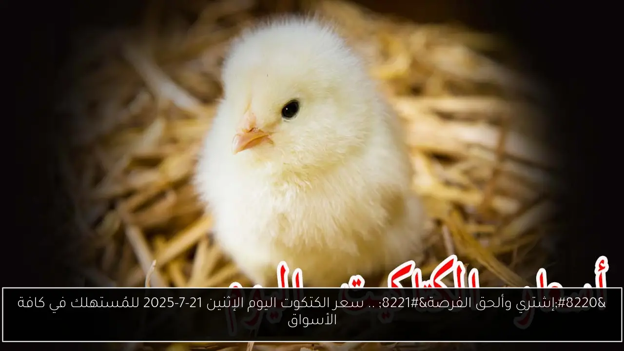 “إشتري وألحق الفرصة” .. سعر الكتكوت اليوم الإثنين 21-7-2025 للمُستهلك في كافة الأسواق