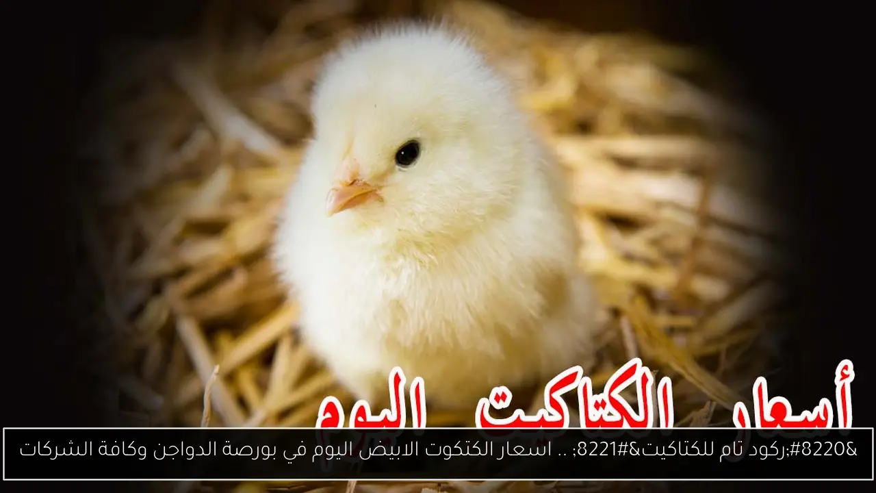 “ركود تام للكتاكيت” .. اسعار الكتكوت الابيض اليوم في بورصة الدواجن وكافة الشركات